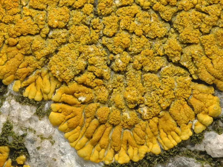 Caloplaca verruculifera