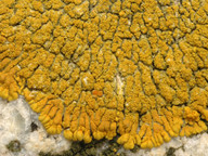 Caloplaca verruculifera