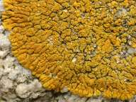 Caloplaca verruculifera