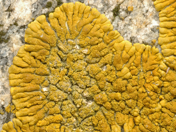 Caloplaca verruculifera