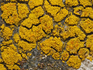 Candelariella coralliza