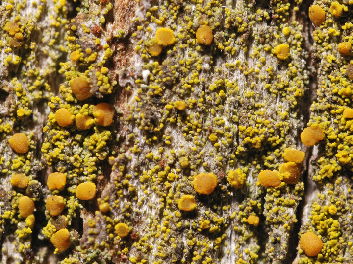 Candelariella xanthostigma