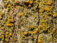 Candelariella xanthostigma