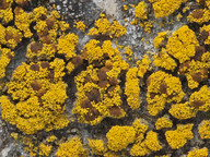 Candelariella coralliza