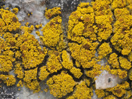 Candelariella coralliza