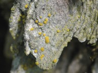 Candelariella xanthostigma