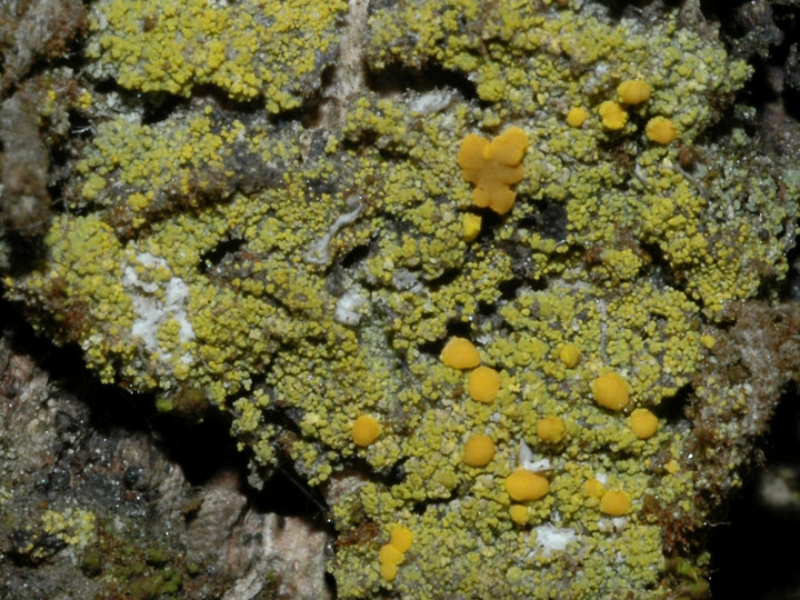 Candelariella xanthostigma