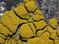 Candelariella coralliza