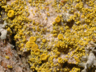 Candelariella xanthostigma