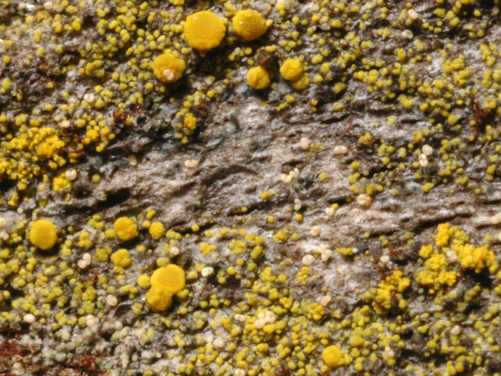 Candelariella xanthostigma