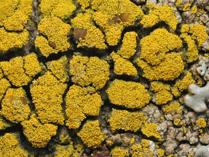 Candelariella coralliza