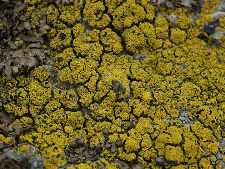 Carbonea vitellinaria