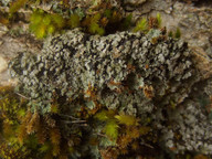 Catapyrenium psoromoides