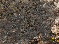 Catillaria chalybeia