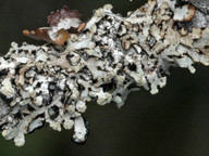 Cavernularia hultenii