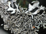 Cavernularia hultenii