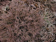 Cetraria aculeata