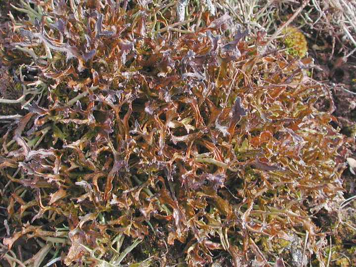 Cetraria ericetorum