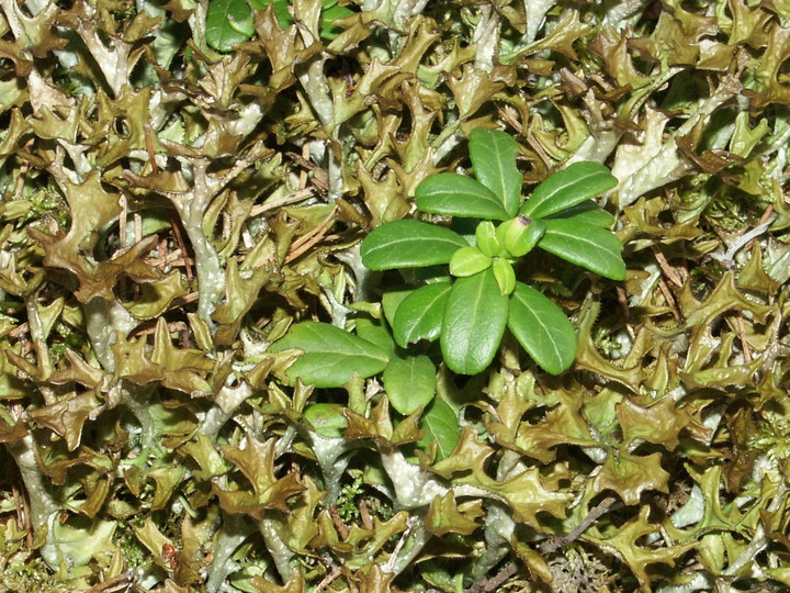 Cetraria islandica