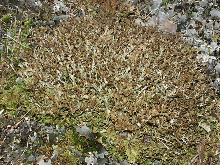 Cetraria islandica