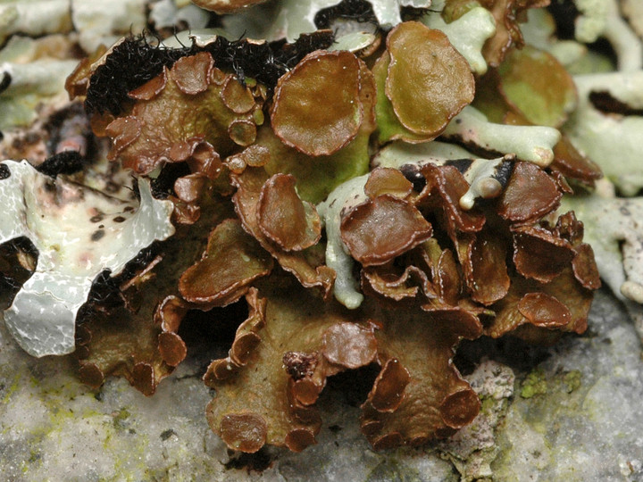 Cetraria sepincola