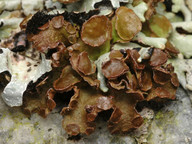 Cetraria sepincola