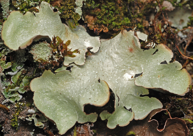 Lichen Images - Photos - Pictures - CrystalGraphics