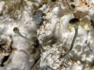 Chaenotheca subroscida