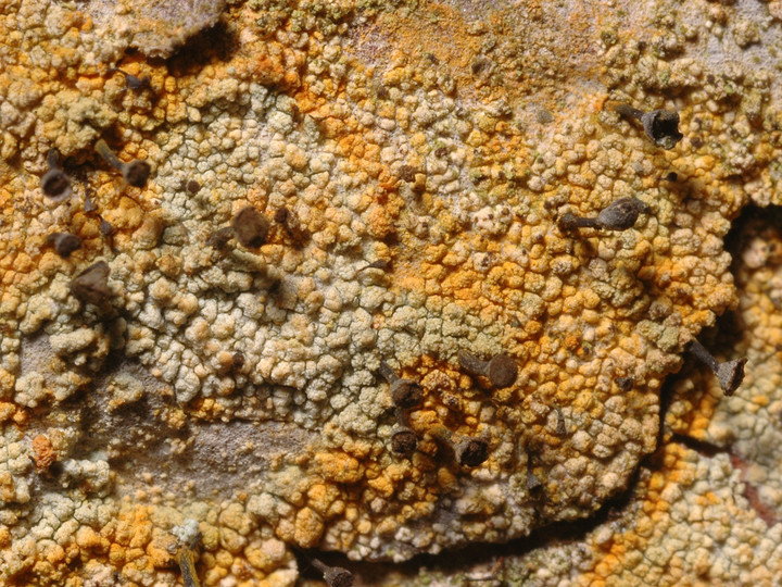 Chaenotheca ferruginea