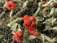 Cladonia pleurota