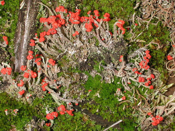 Cladonia floerkeana