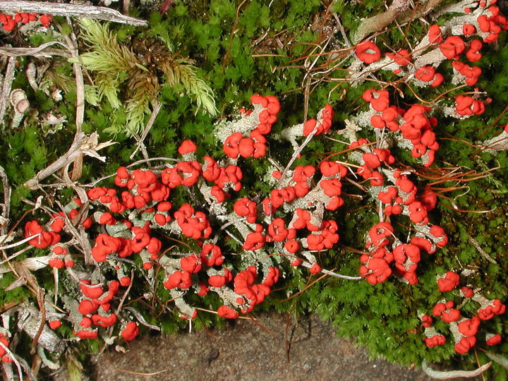 Cladonia floerkeana