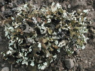 Cladonia symphycarpa