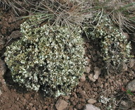 Cladonia symphycarpa