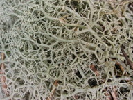 Cladonia portentosa