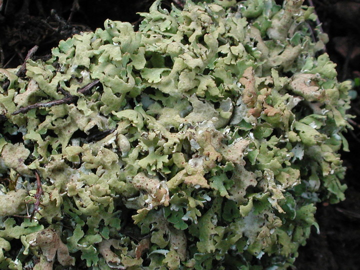 Cladonia symphycarpa