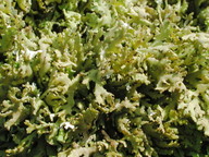 Cladonia symphycarpa