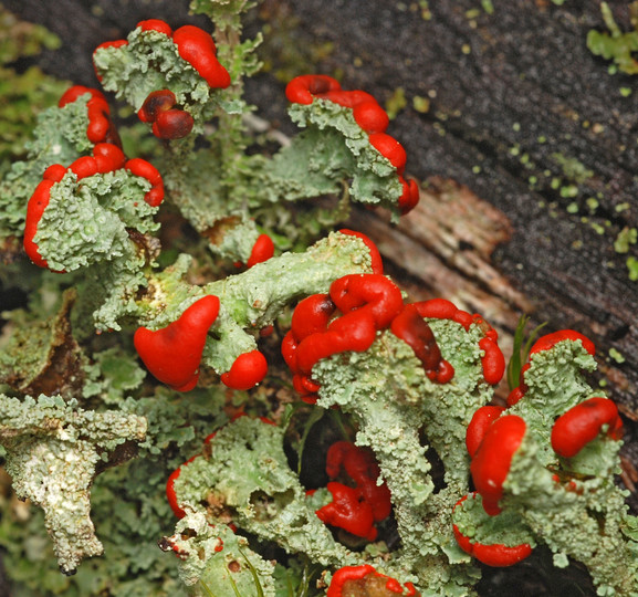 Cladonia coccifera