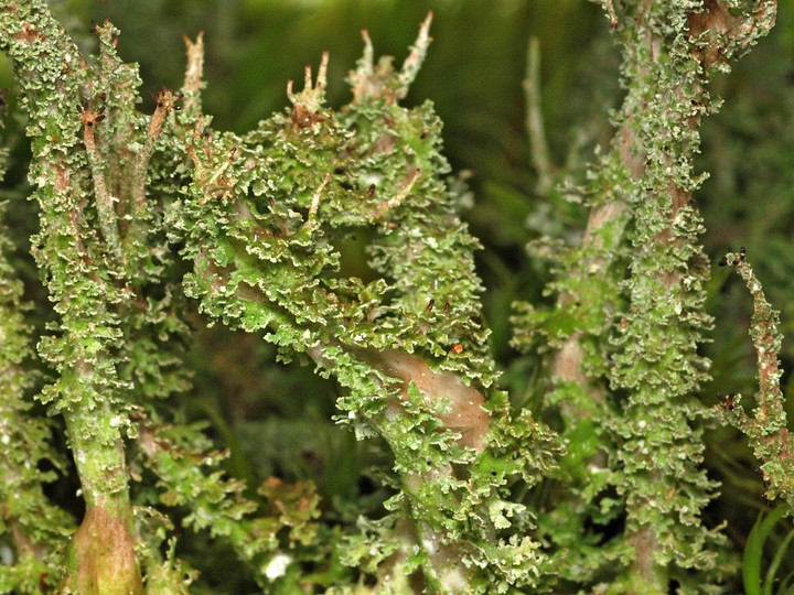 Cladonia squamosa