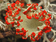 Cladonia pleurota