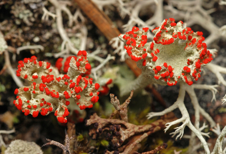 Cladonia pleurota