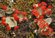 Cladonia pleurota