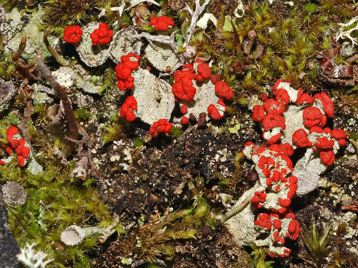 Cladonia pleurota