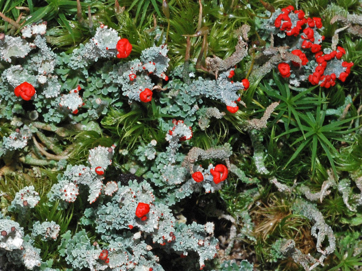 Cladonia bellidiflora