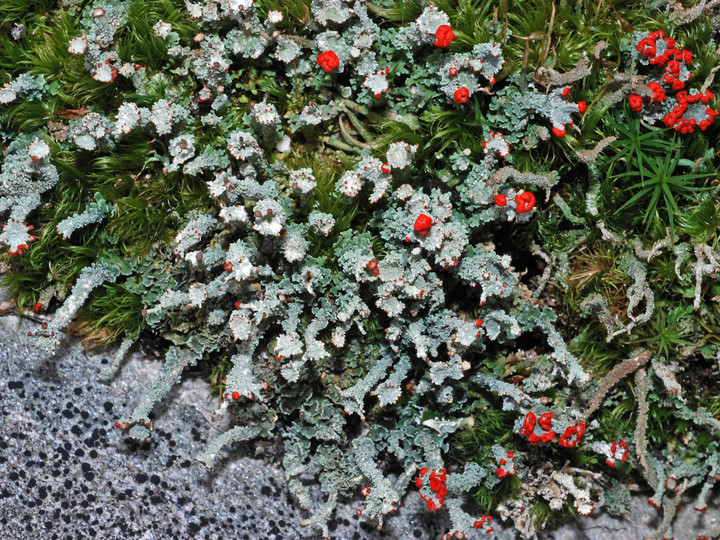 Cladonia bellidiflora