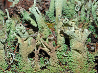 Cladonia cenotea