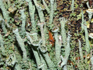 Cladonia cenotea