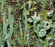 Cladonia cenotea