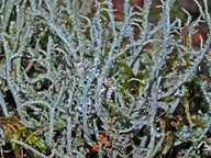 Cladonia furcata