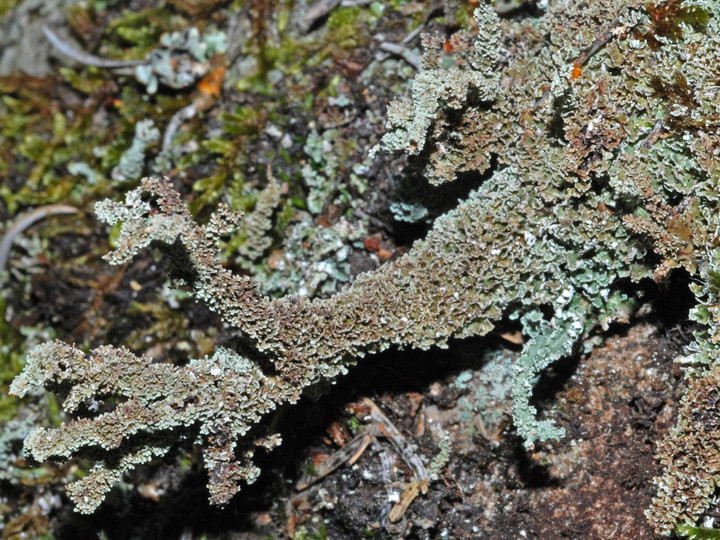 Cladonia squamosa